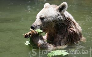 Najluđa stvar koju ste vidjeli: Medvjed pronašao kameru, uključio je i snimao se