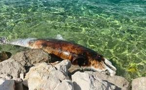 Jeziv slučaj u Dalmaciji: U moru pluta uginuli delfin 