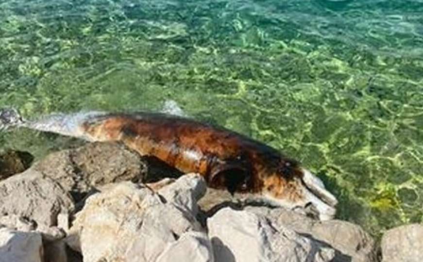 Jeziv slučaj u Dalmaciji: U moru pluta uginuli delfin 