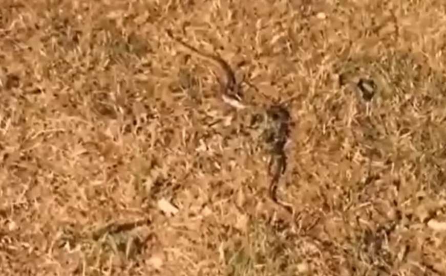 U sarajevskom šetalištu snimljena zmija: "Pa nije krokodil"