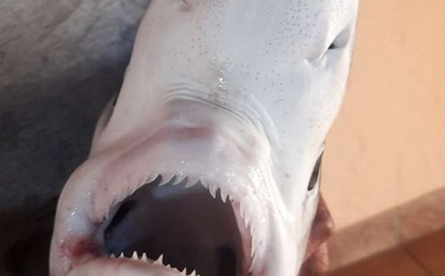 U Hrvatskoj ulovljen morski pas: "Odjednom je izronio modrulj oko 2,5 metra"