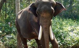 Slon u Indiji ubio ženu (70), nakon toga joj na sprovodu izgazio tijelo