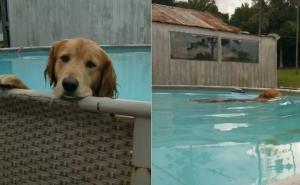 Pas je uskočio u bazen, a njegova reakcija kada ga je vlasnica prekorila je urnebesna