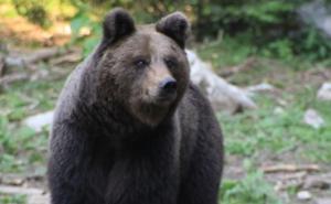Medvjed za kojim se u NP Sutjeska tragalo pronađen mrtav