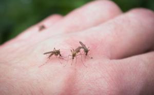 Postoje razlozi zašto komarci ujedaju baš vas, a neke ljude zaobilaze