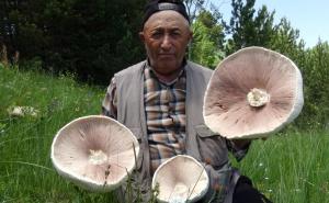 Turska: Nakon obilnih padavina izrasle džinovske gljive