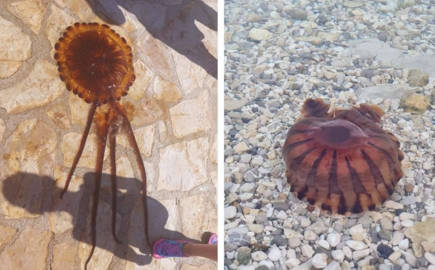 Velika i opasna meduza pojavila se na Jadranu: "Može izazvati opekotine, ne dirajte"