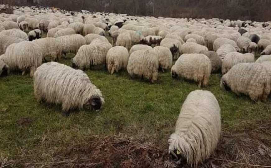 Bosancu nestalo 27 ovaca: "To je  organizovana mafija.  Vrijede mnogo novca"