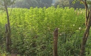 Akcija "Plantaža 2022": Na imanju pronađene stabljike marihuane