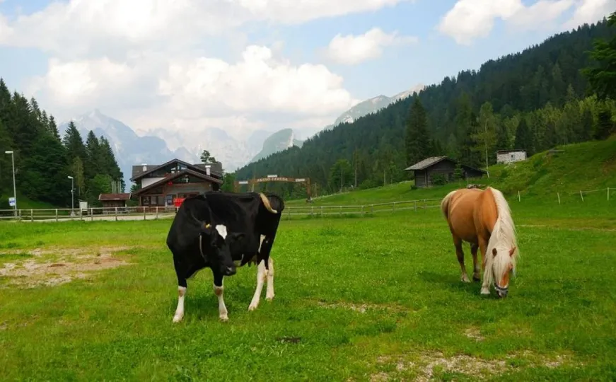Anonimni donator jednom Bosancu poklanja kravu i ovce, ljudi pišu: Svaka čast