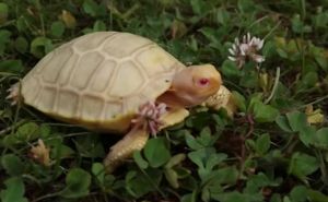 Beba džinovske kornjače prva albino svoje vrste rođena u zoološkom vrtu