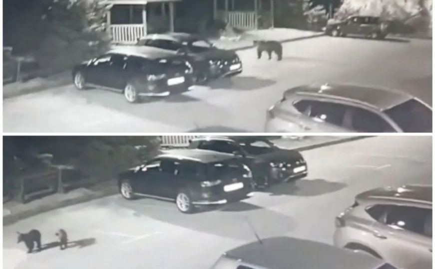 Snimak medvjeda na Bjelašnici: Hoda po parkingu, rovi po kontejneru