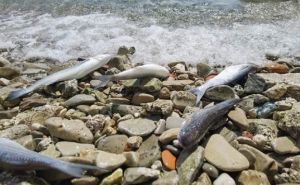Nezapamćena temperatura Jadranskog mora: Veliki pomor ribe, niko ne zna šta se dešava