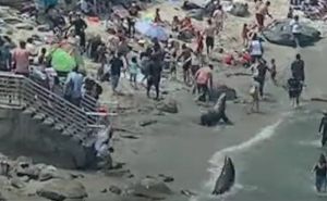 Pogledajte kako su morski lavovi tjerali kupače s plaže u Kaliforniji
