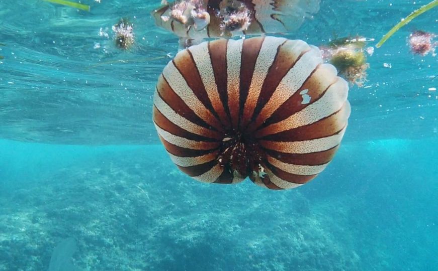 Jadransko more je puno opasnih kompas meduza: 4 se izdvajaju