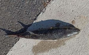 Ovako izgleda jedna od najotrovnijih riba na svijetu: Stigla je u Jadran
