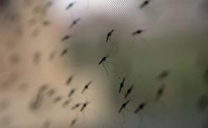 U Hrvatskoj će svakog ponedjeljka puštati 50.000 uvezenih komaraca - evo i zašto