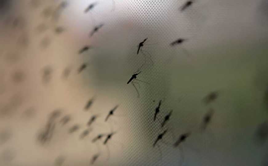 U Hrvatskoj će svakog ponedjeljka puštati 50.000 uvezenih komaraca - evo i zašto