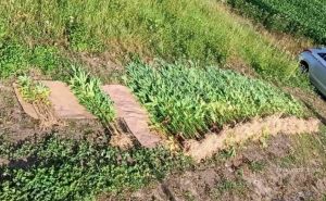 Slučaj u Konjicu: U bašti zasadio marihuanu