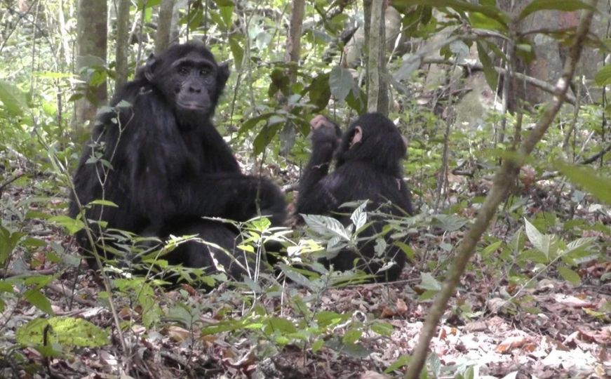 Čimpanze iz prašume prvi put uočene kako kopaju bunare