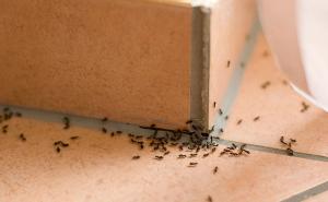 Trikovi koji će vam pomoći da se riješite mrava zauvijek: I kafa može biti od koristi