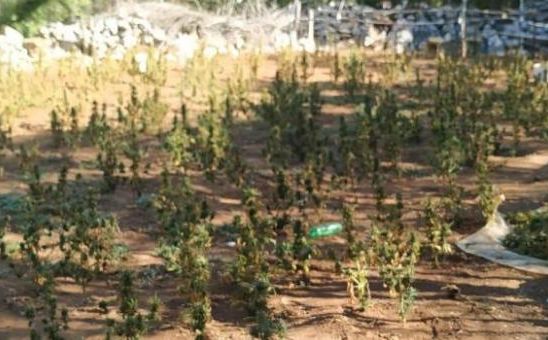 Velika zapljena kod Ljubuškog: Pronađena plantaža marihuane, ulična vrijednost milion maraka