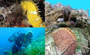 Ovo su zaštićene morske vrste u Jadranskom moru: Nije dozvoljen njihov lov i trgovina