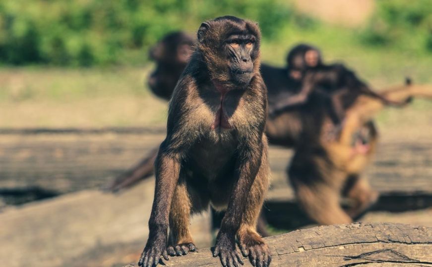 Japan: Traži se divlji majmun, napao 10 ljudi, među njima i bebu