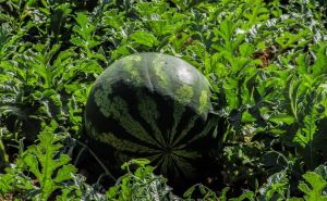 Poljoprivrednici traže pomoć države: Obustavite uvoz lubenice, svi domaći proizvođači se guše