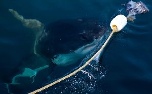 Južni Pacifik: Morski psi rastu i do nevjerovatnih šest metara, evo zašto je to dobro