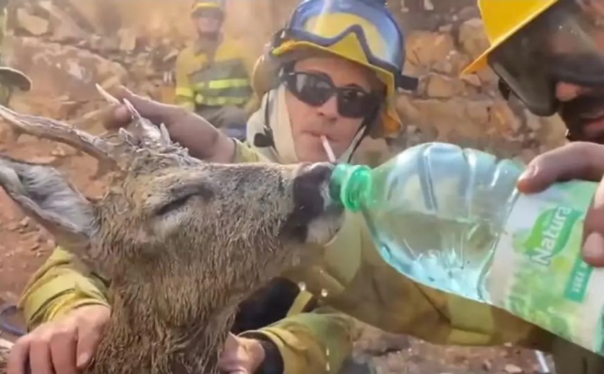 Video koji će vam popraviti dan: Španski vatrogasci spasili srndaća od požara i dali mu vode