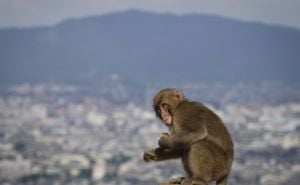 U japanskom gradu majmuni napadaju ljude, povrijeđene 42 osobe