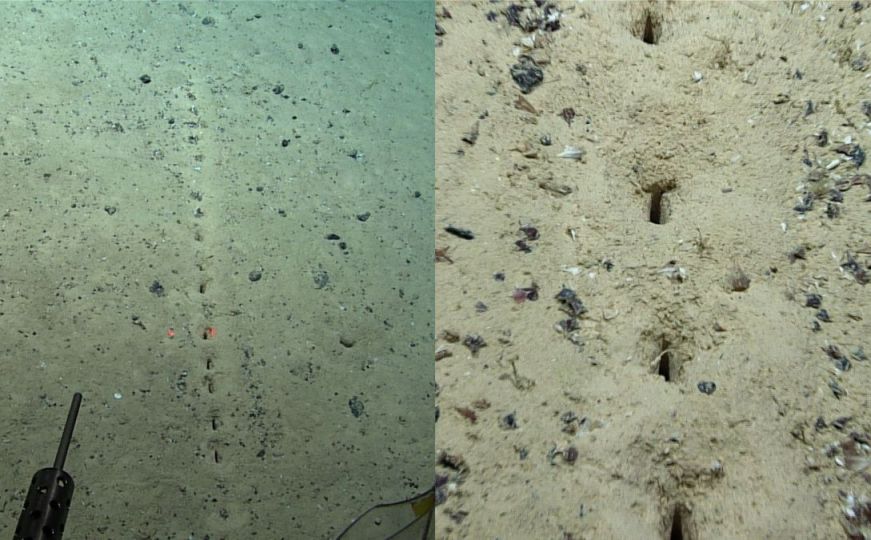 Naučnici zbunjeni misterioznim nizom rupa na dnu okeana: "Treba nam vaša pomoć"