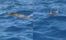 'Nova vrsta' snimljena u Jadranskom moru: "Šta je ovo?! Morski pas? Počeo je napadati brod"