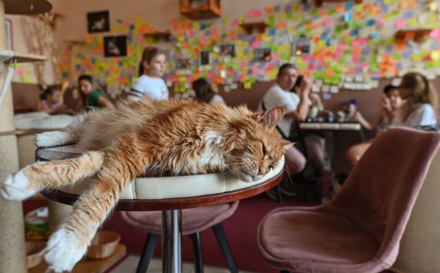 Kafić u Poljskoj omogućava gostima druženje s mačkama