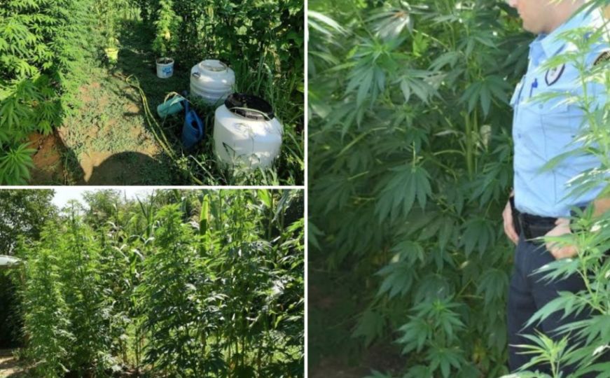Akcija "Plantaža 2022": Pronađena plantaža marihuane, oduzete veće količine droge