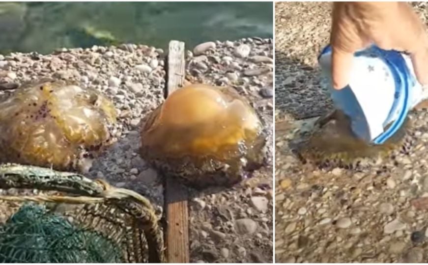 Snimljene meduze u moru kraj Neuma - a onda su ih ljudi izvadili na obalu...