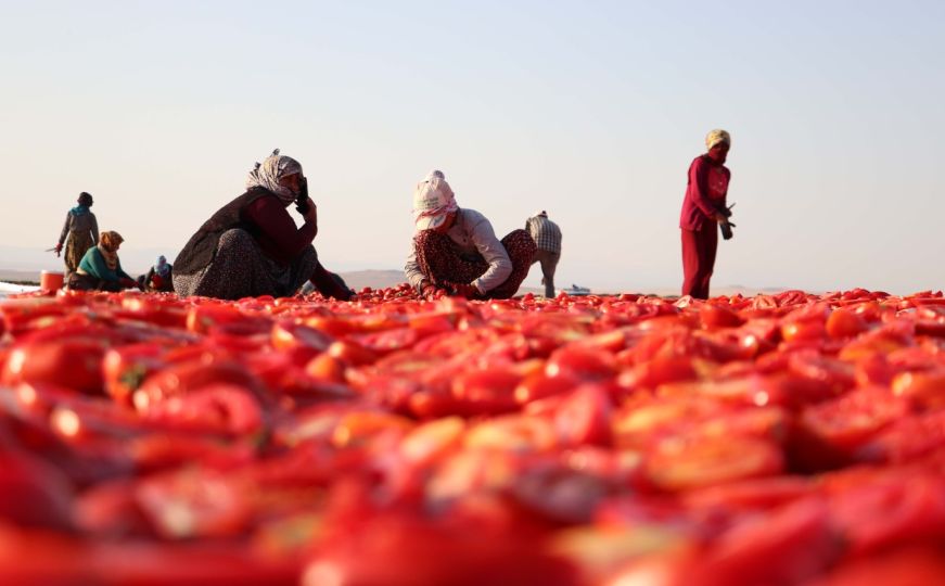 U Turskoj počelo sušenje paradajza