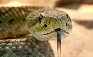 Šta nikako ne smijete ako vas ugrize zmija i kako razlikovati otrovne od neotrovnih?