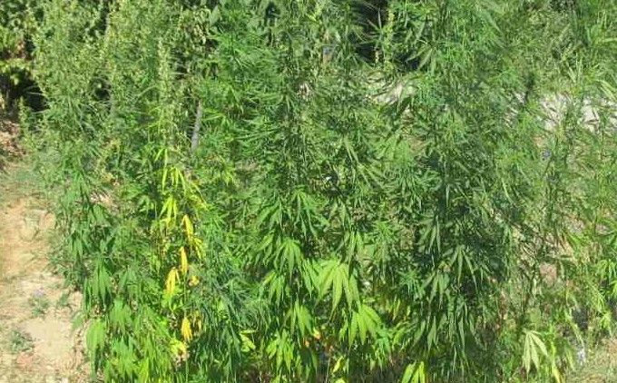 U Kalesiji na imanju 74-godišnjaka pronađeni zasadi marihuane: Neke stabljike bile više od tri metra