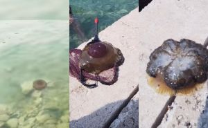 Snimljene meduze u moru kod Neuma: 'Strašno! Ovo treba prijaviti policiji, inspekciji ili kome već!'