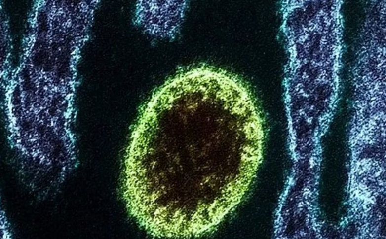 Kina prijavila desetine slučajeva zaraze novim Langya virusom: Otkriven izvor infekcije