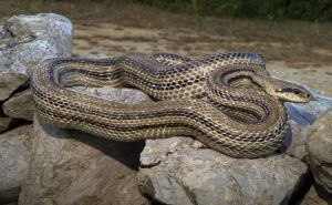 Pogledajte ogromnu zmiju koju su turisti pronašli u Dalmaciji: "Poput malog zmaja"
