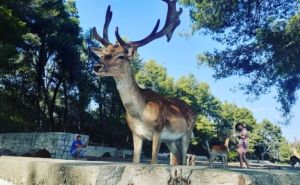 Čarobni otočić Badija: Znate li za mjesto u Hrvatskoj na kojem druželjubivi jeleni dočekuju goste?