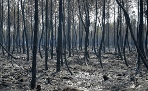 Posljedica velikih požara u Francuskoj: Od početka godine spaljeno 60.000 hektara šumskog zemljišta
