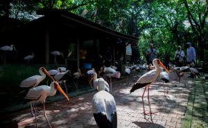 Park ptica Kuala Lumpur: Utočište za više od 3.000 jedinki