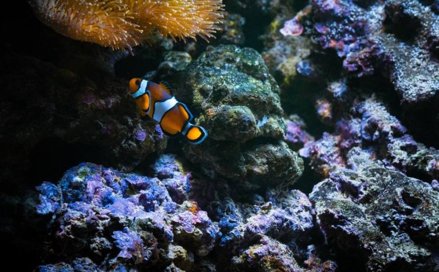 Morska mozgalica: Možete li pronaći ribicu za dvije minute?