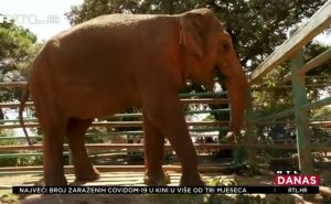Titova slonica Lanka proslavila 50. rođendan: Na dan pojede više od 50 kilograma hrane