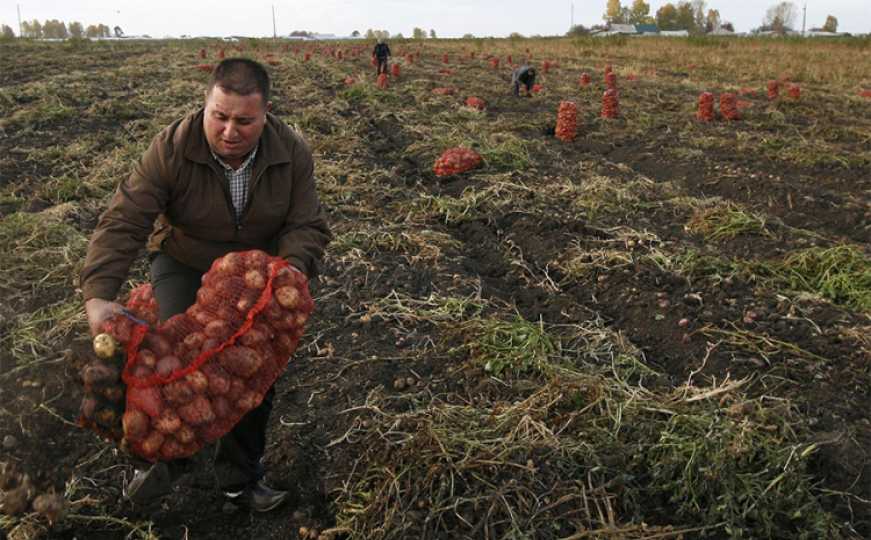 Kako preživljavaju građani: Krompir rekordno skup, a kilogram malina košta i do 15 KM