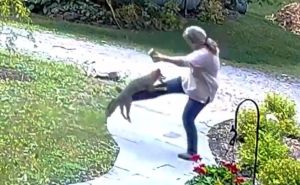 SAD: Ženu u dvorištu napala bijesna lisica